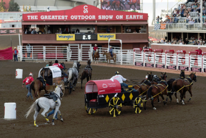 This is a picture of the horse and wagons races at the Calgary Stampede.